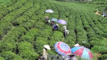 Vietnam’s five-month tea export sees strong growth