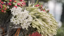 Hanoi welcomes romantic atmosphere with lily flower blooming season