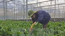 Israel assists Dien Bien farmers in growing safe vegetables