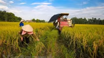 Cultivation targets 21 billion USD in export revenue