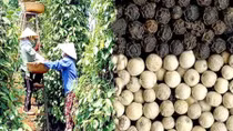 Pepper exports expect to regain growth