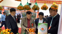 Tangerine variety in Hoa Binh granted collective trademark