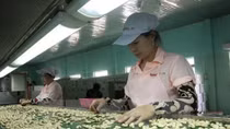 Cashew sector faces difficulties in 2017