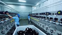 Vietnam faces increasing tax evasion and avoidance