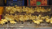FAO and WHO warn Vietnam to guard against influenza A H5N8