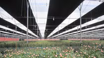 The thorny path to hi-tech agriculture