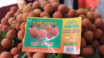 Vietnam posts best lychee crop in 60 years