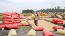 Vietnam urged to diversify agricultural and fisheries export markets 