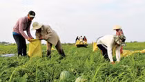 Bumper Tet for watermelon farmers