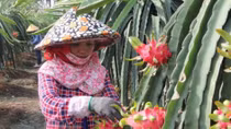 VN’s fruits need to gain domestic market before exporting: experts