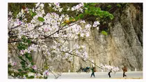 Northwestern province prepares for flower festival