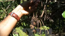 Cashew production forecast to drop nearly 20 percent in 2017