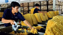 Rubber exports endure drop in value despite surge in volume