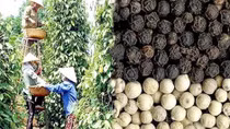 Vietnam's pepper faces stern quality challenge