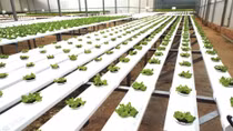 Vietnam trials hi-tech agriculture production zones