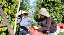 Pepper growers reap organic farming benefits