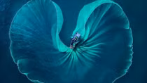 Vietnamese photographers claim first prizes in UK photo contest