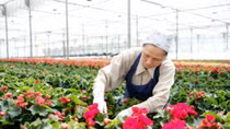 Vietnam sees opportunity in fruit, vegetable, flower exports