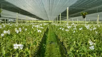 Phu Yen develops hi-tech agricultural zone