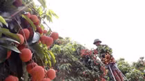 Festival promotes consumption of Thanh Ha litchi