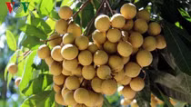 Vietnamese longans make inroads into meticulous markets