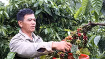 Vietnam seeks to increase value of coffee products