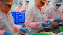 Shrimp exports set to capitalise on EVFTA opportunities