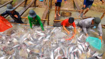Seafood export turnover hit 1.11 billion USD