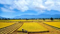 Opportunities exist for rice exports in high-end market