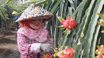 Dragon fruit farmers supported with energy-saving lights