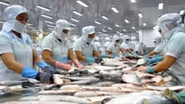 Vietnam qualified to export catfish to the US