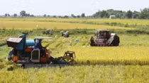 Mekong Delta expects 150,000 more tonnes from summer-autumn rice crop
