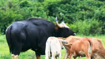 Rare gaurs found in Phong Nha – Ke Bang National Park
