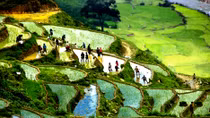 Sapa crowded with tourists in New Year’s first days