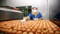 HCM City plans to trace poultry origins