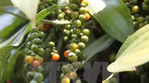 Vietnam’s pepper products to be traded on VNX