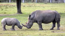 World Wide Fund for Nature urged Vietnam to reduce rhino horn consumption