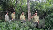 Forest coverage reaches over 40%: ministry