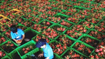 Do free trade agreements really create prosperity in Vietnam?