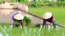 Central provinces target 2.5 million tonnes of rice in upcoming crops