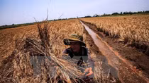 Agricultural sector takes actions against drought