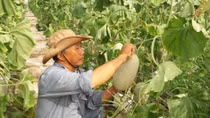 Vietnam, NZ agriculture ministers talk farm produce improvements