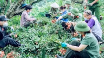 Revenue from Bac Giang's lychee crop reaches over 296 million USD