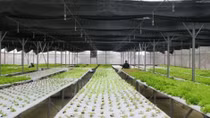 Climate-smart agriculture key to economic growth