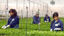 High-tech farming model helps farmers escape poverty