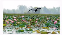 Plain of Reeds during monsoon season