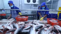 Tra fish exports likely to hit US$2.1 billion this year