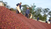 Vietnam’s coffee exports plummet in eight months