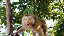 ENV: Over 500 wildlife rescued in 2018 