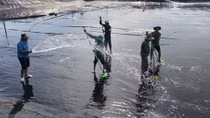 Vietnam poised to become major global shrimp producer